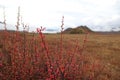 A shrub of barberry Berberis sibirica with ripe berries in water drops after the rain. Siberian barberry in red autumn color