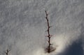 Shrub of barberry on a sunny winter day against a background of white snow Royalty Free Stock Photo
