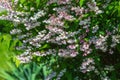 Shrub with beautiful white and pink full flowers - Deutzia scabra flowering in spring