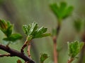 Spring nature vegetation bush black currant rain drops young green buds