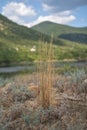 Shrub, blade of grass in the foreground on the background of the river, lake, pond and mountains. Rural landscape Royalty Free Stock Photo