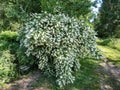 Shrub with bowl-shaped white flowers with prominent yellow stamens of the Sweet mock orange or English dogwood Philadelphus