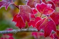 Frosty Reds On A Cold Morning