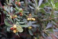 Shrub branch of Pittosporum tobira with fruits and seeds. Close up soft focus Royalty Free Stock Photo