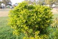 Shrub/bush plant in a park with green leaves. Royalty Free Stock Photo