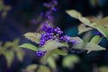 Shrub Callicarpa Lamiaceae with purple berries