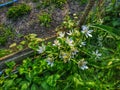 shrub clematis Royalty Free Stock Photo