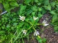 shrub clematis Royalty Free Stock Photo