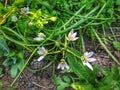 shrub clematis Royalty Free Stock Photo