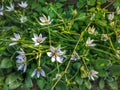 shrub clematis Royalty Free Stock Photo