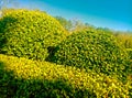 Shrub clipped on a sunny day