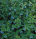 Shrub of comfrey herb Royalty Free Stock Photo