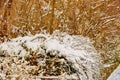 Shrub covered with abundant layer of snow Royalty Free Stock Photo