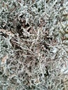 Shrub covered with hoarfrost. Branches in the snow Royalty Free Stock Photo