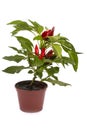 Shrub decorative pepper Kapsicum Royalty Free Stock Photo