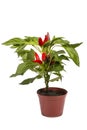 Shrub decorative pepper Kapsicum Royalty Free Stock Photo