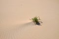 Shrub in a desert Royalty Free Stock Photo