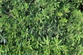 The shrub with evergreen foliage serves as a fence Royalty Free Stock Photo