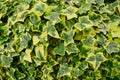 Hedera helix Goldchild English Ivy evergreen shrub Royalty Free Stock Photo