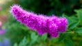 Shrub flower Spiraea Billardii