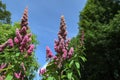 Shrub flower Spiraea billardii summer plant Spirea flowers