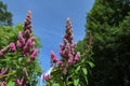 Shrub flower Spiraea billardii summer plant Spirea flowers