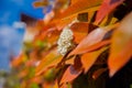 Shrub of Fraser Photinia `little red Robin` with flowers