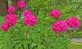 shrub full of pink peony in early Summer