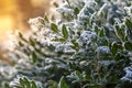 Shrub with green leaves covered with frost on a sunny cold day Royalty Free Stock Photo