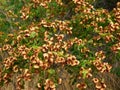 a shrub with green leaves and a lot of dried, withered flowers