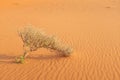A Shrub Growing On A Hot Dry Desert Landscape. Plant Survival And Adaptation.
