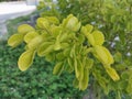 Shrub guaiacum officinate growing tree Royalty Free Stock Photo