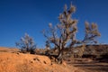 Shrub Haloxylon