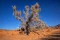 Shrub Haloxylon Royalty Free Stock Photo