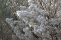 Fuzzy White Seeds on Winter Weeds with Twigs