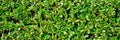 Shrub hedge bush fence tree foliage fresh plant natural green leaves banner in nature background