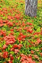 Shrub - Ixora 'Sunkist' Royalty Free Stock Photo