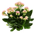 Shrub of kalanchoe flower Royalty Free Stock Photo