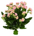 Shrub of kalanchoe flower Royalty Free Stock Photo