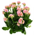 Shrub of kalanchoe flower