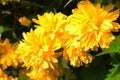 Shrub Kerria Japonica Pleniflora under direct spring sunlight. Royalty Free Stock Photo