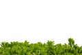 Shrub leaves border background