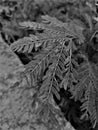 Shrub leaves coming into focus top view grayscale pattern