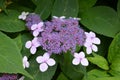 Shrub with light pink flowers of Viburnum opulus plant, known as guelder rose, water elder, cramp bark, snowball tree and European Royalty Free Stock Photo