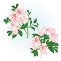 Shrub light pink rhododendrons twigs with flowers and leaves watercolor vintage hand draw vector illustration