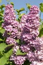 shrub lilac, flower, blue, mauve, purple