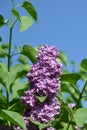 shrub lilac, flower, blue, mauve, purple