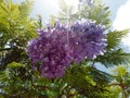 Shrub lilac flower in sunlight