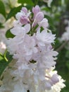 the lilac bush bloomed