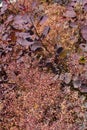 Shrub of Magnoliaphyta, Smoke Tree bush - Leaves and feathery flowers